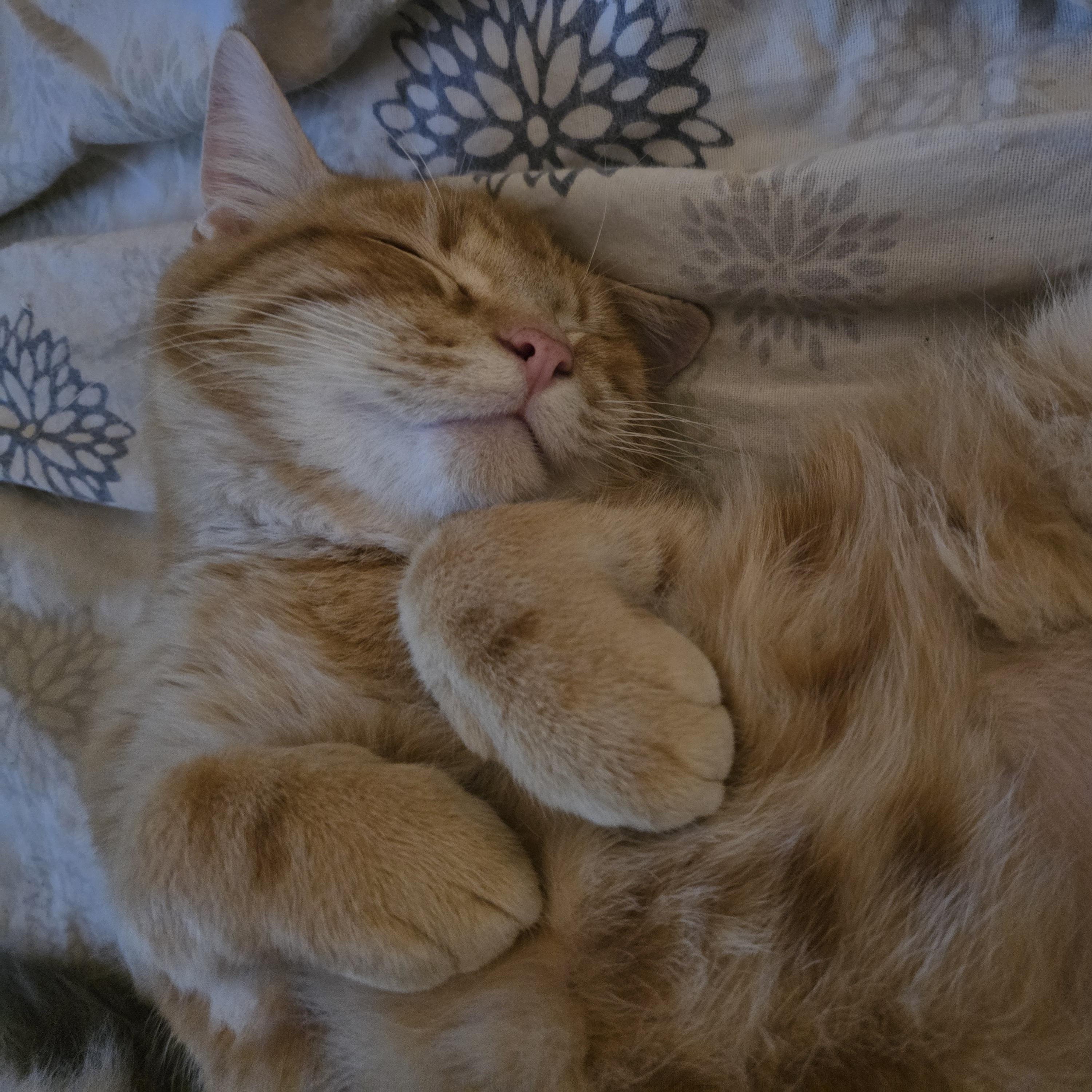 Enlarge Roo, an adopted Domestic Short Hair in Portland, OR image 6/6