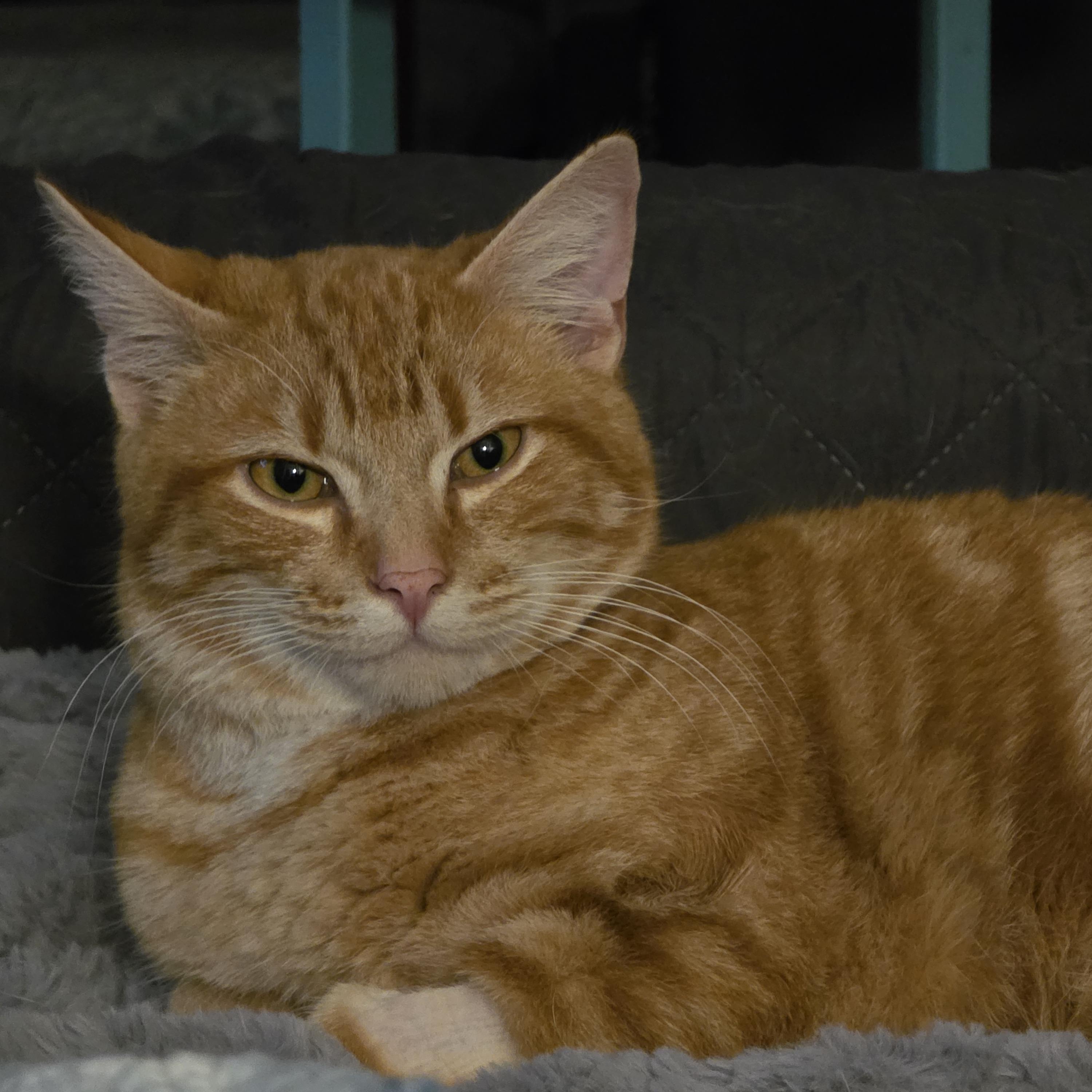 Enlarge Roo, an adopted Domestic Short Hair in Portland, OR image 1/6