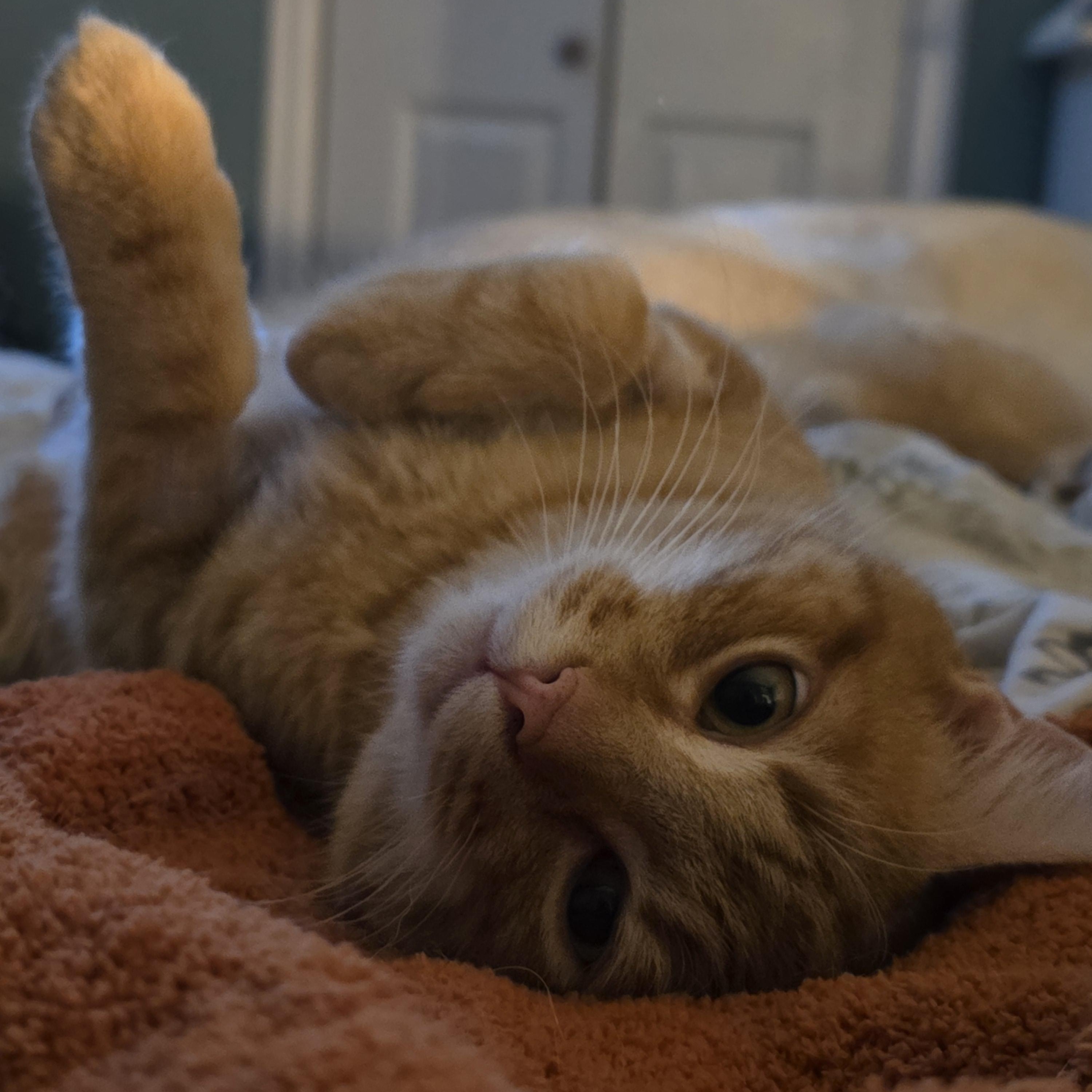 Enlarge Roo, an adopted Domestic Short Hair in Portland, OR image 5/6