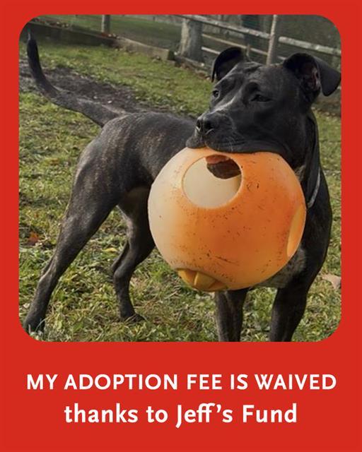 RIA, Adoptable, Young Female Pit Bull Terrier & Plott Hound.