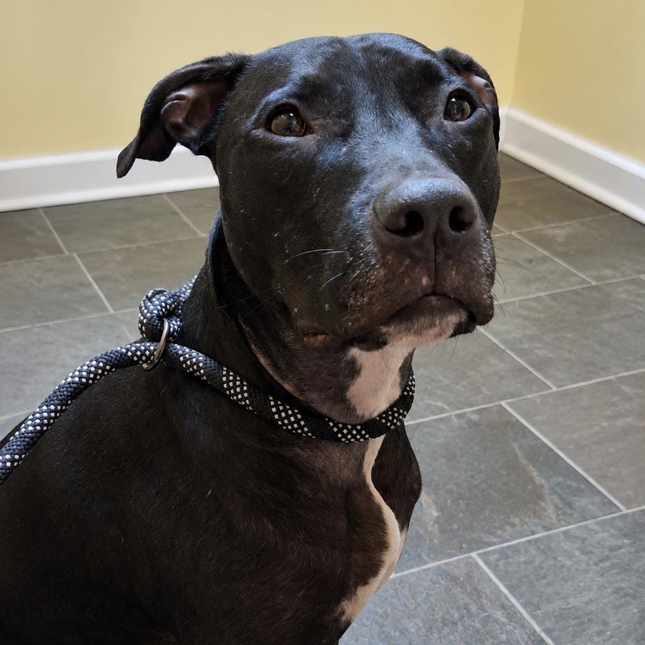 Allie, Adoptable, Young Female Labrador Retriever & Boxer.