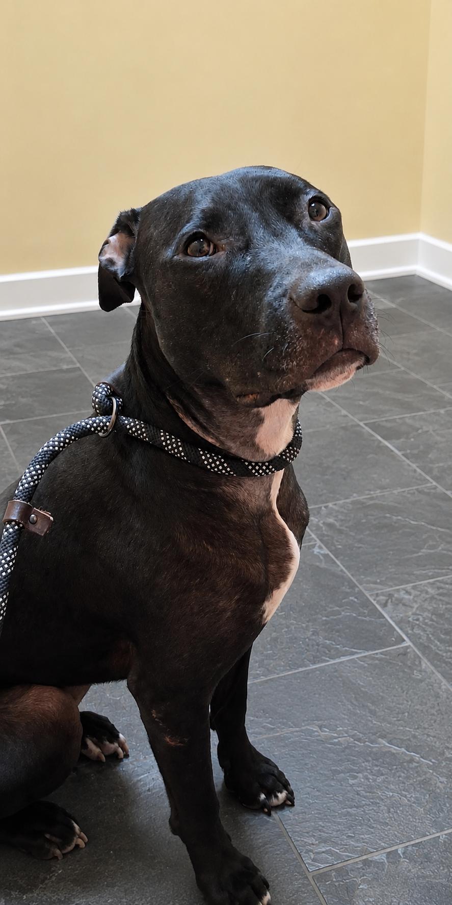 Enlarge Allie, a Adoptable mixed breed in Pleasant Valley, NY image 2/2