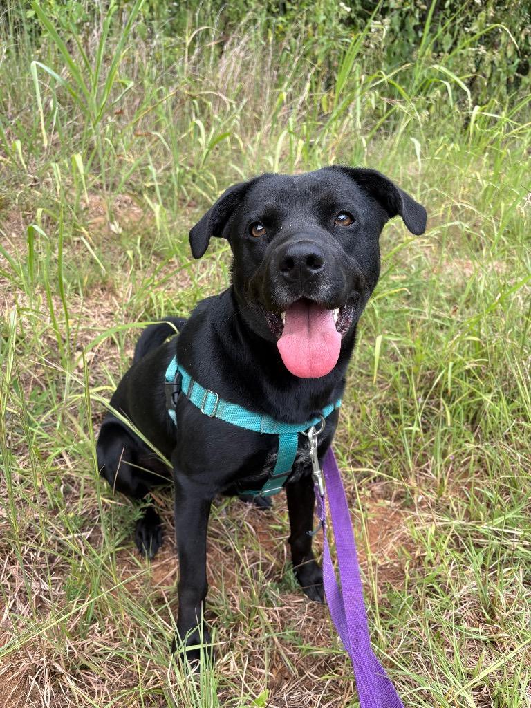 Rueben, a Adoptable mixed breed in Fort Mill, SC image 1/6