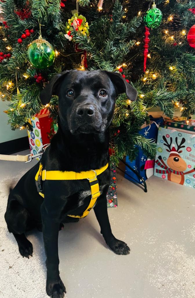 Rueben, a Adoptable mixed breed in Fort Mill, SC image 2/6