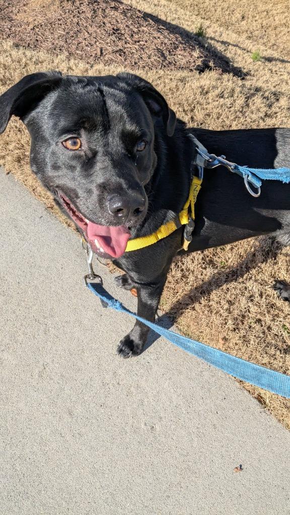 Rueben, a Adoptable mixed breed image 3/6