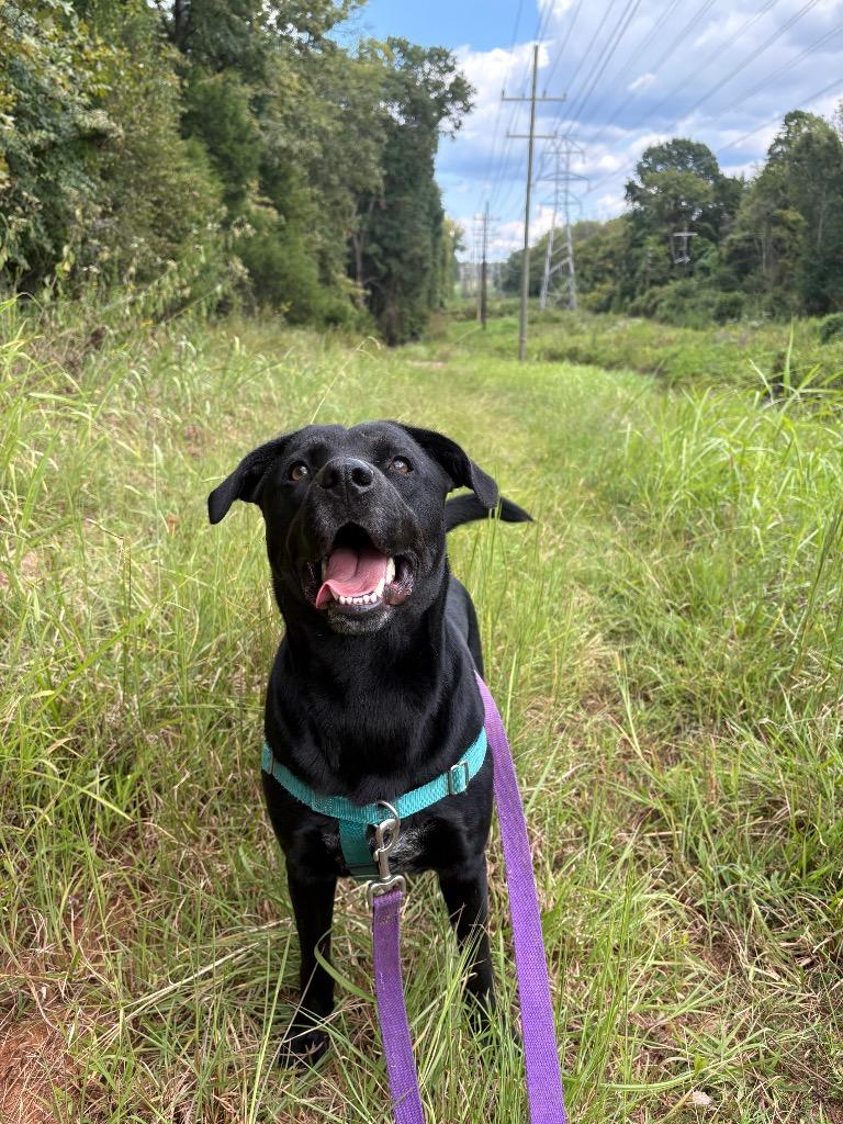 Rueben, a Adoptable mixed breed image 4/6