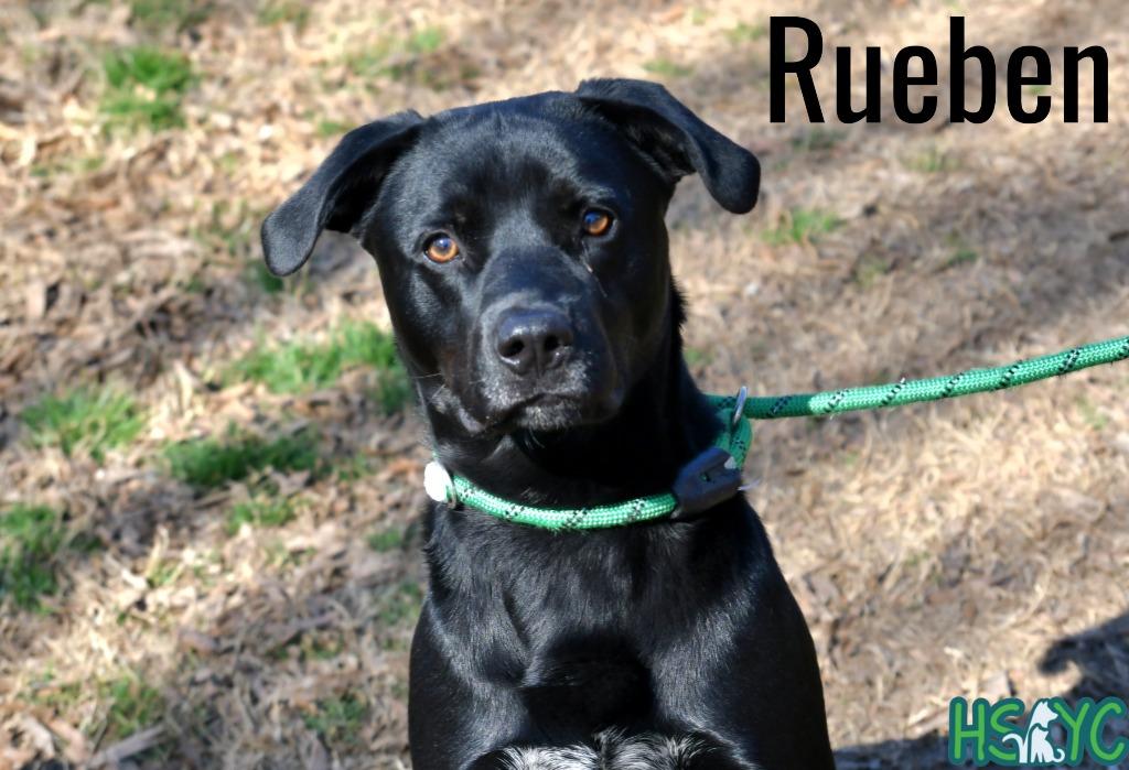Rueben, a Adoptable mixed breed image 5/6