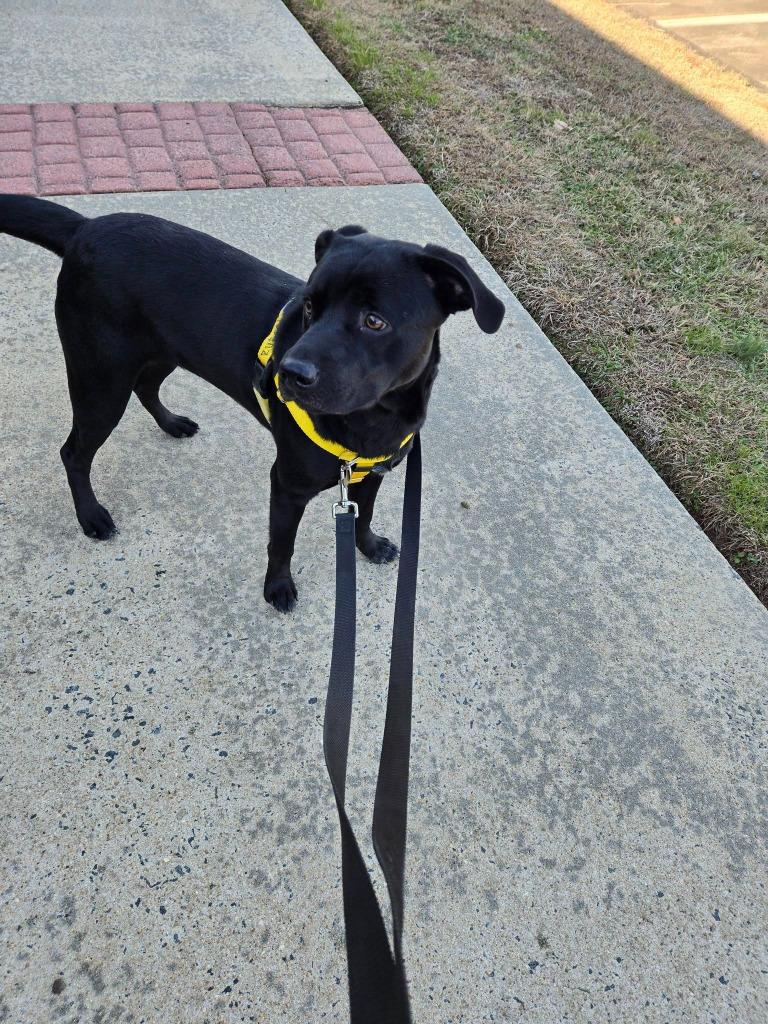 Rueben, a Adoptable mixed breed in Fort Mill, SC image 5/6