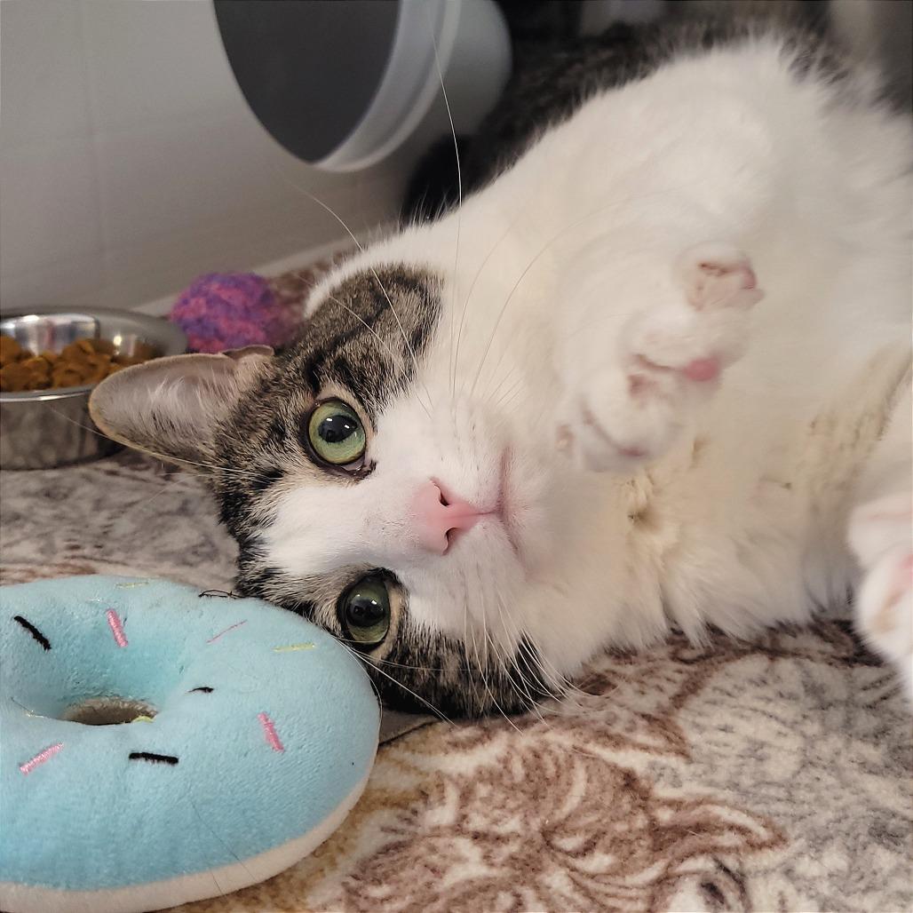 Enlarge Bernard, a Adoptable Domestic Short Hair in Nashville, IN image 1/6