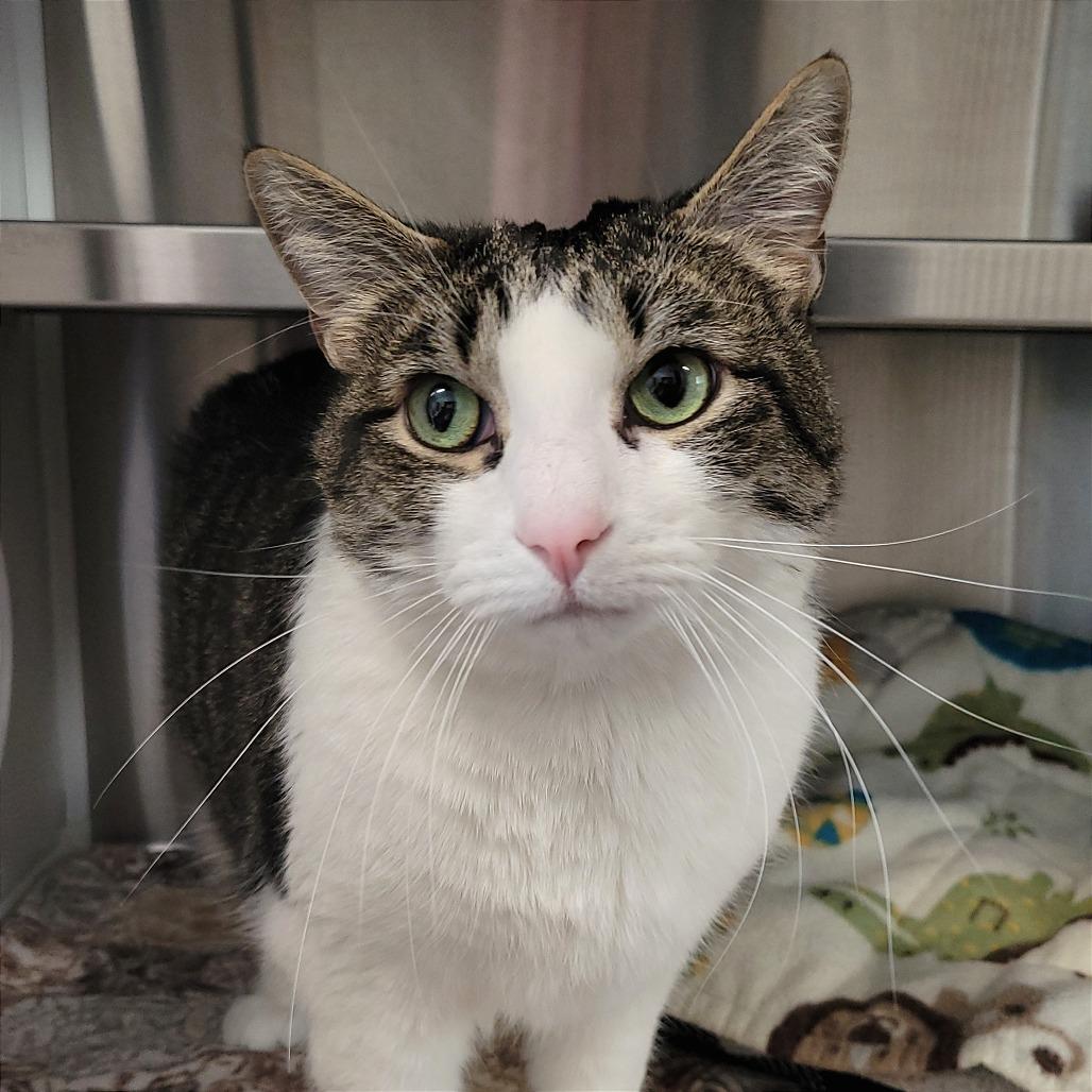 Enlarge Bernard, a Adoptable Domestic Short Hair in Nashville, IN image 2/6