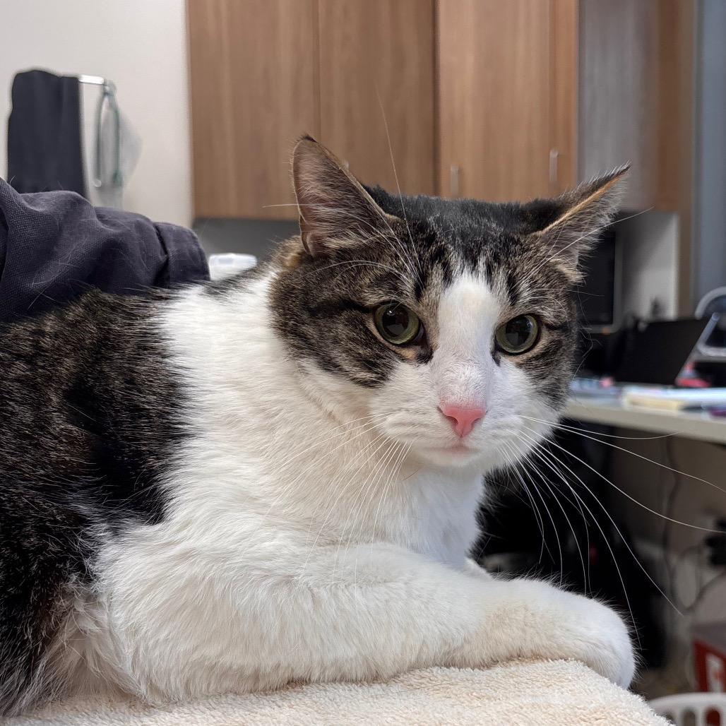 Enlarge Bernard, a Adoptable Domestic Short Hair in Nashville, IN image 3/6