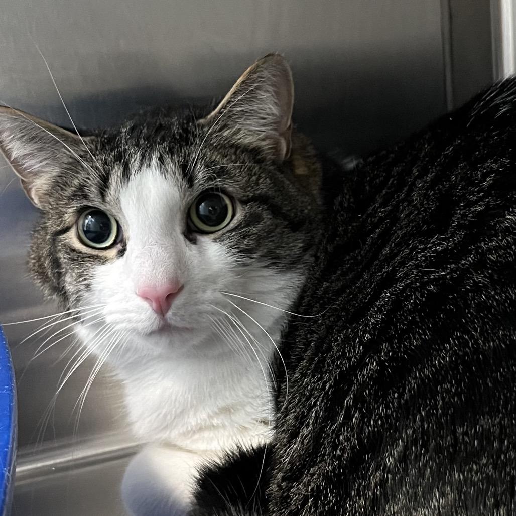 Enlarge Bernard, a Adoptable Domestic Short Hair in Nashville, IN image 4/6