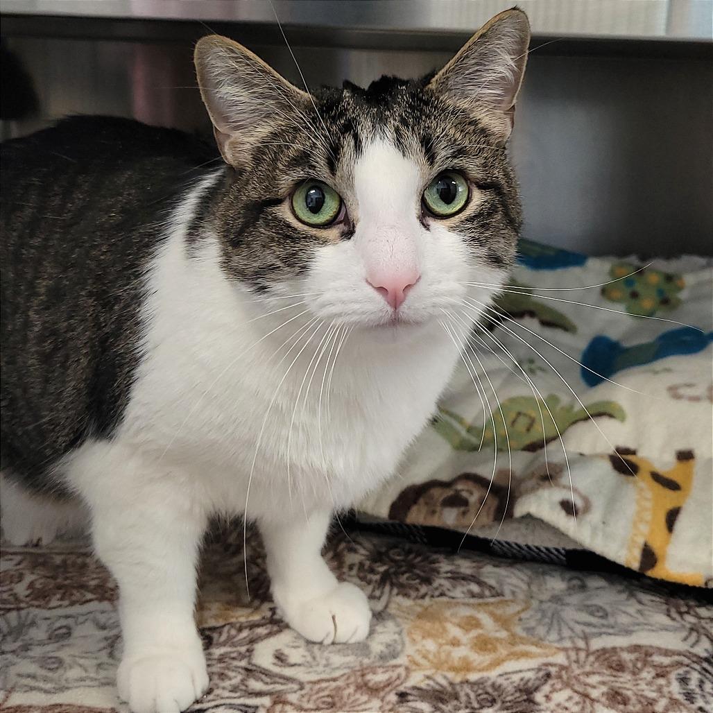 Enlarge Bernard, a Adoptable Domestic Short Hair in Nashville, IN image 5/6