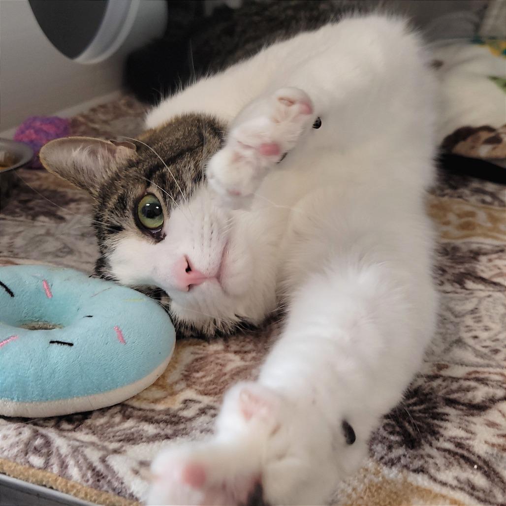 Enlarge Bernard, a Adoptable Domestic Short Hair in Nashville, IN image 6/6