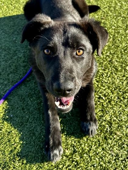 Greed, Adoptable, Young Female Mixed Breed & Mixed Breed.