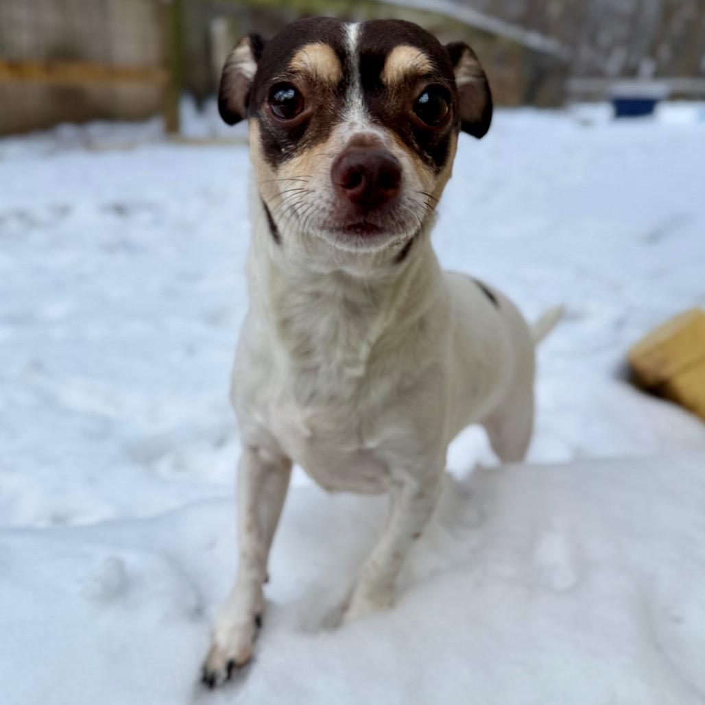 Joey, Adoptable, Adult Male Chihuahua.