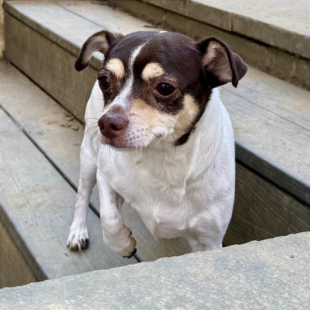 Joey, Adoptable, Adult Male Chihuahua.