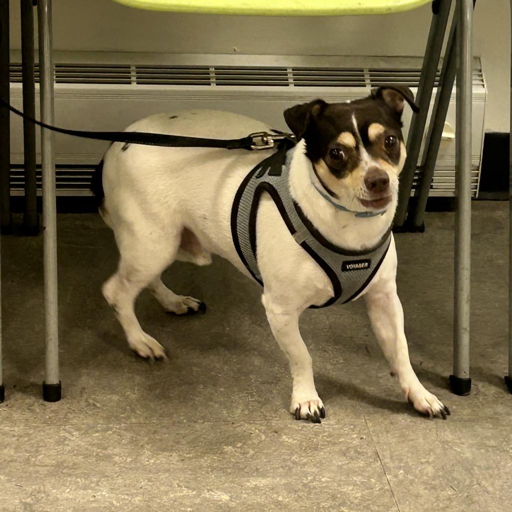 Enlarge Joey, a Adoptable Chihuahua in West Chester, PA image 1/6