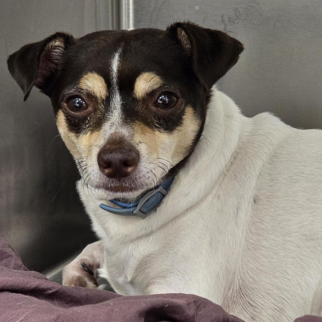 Enlarge Joey, a Adoptable Chihuahua in West Chester, PA image 2/6