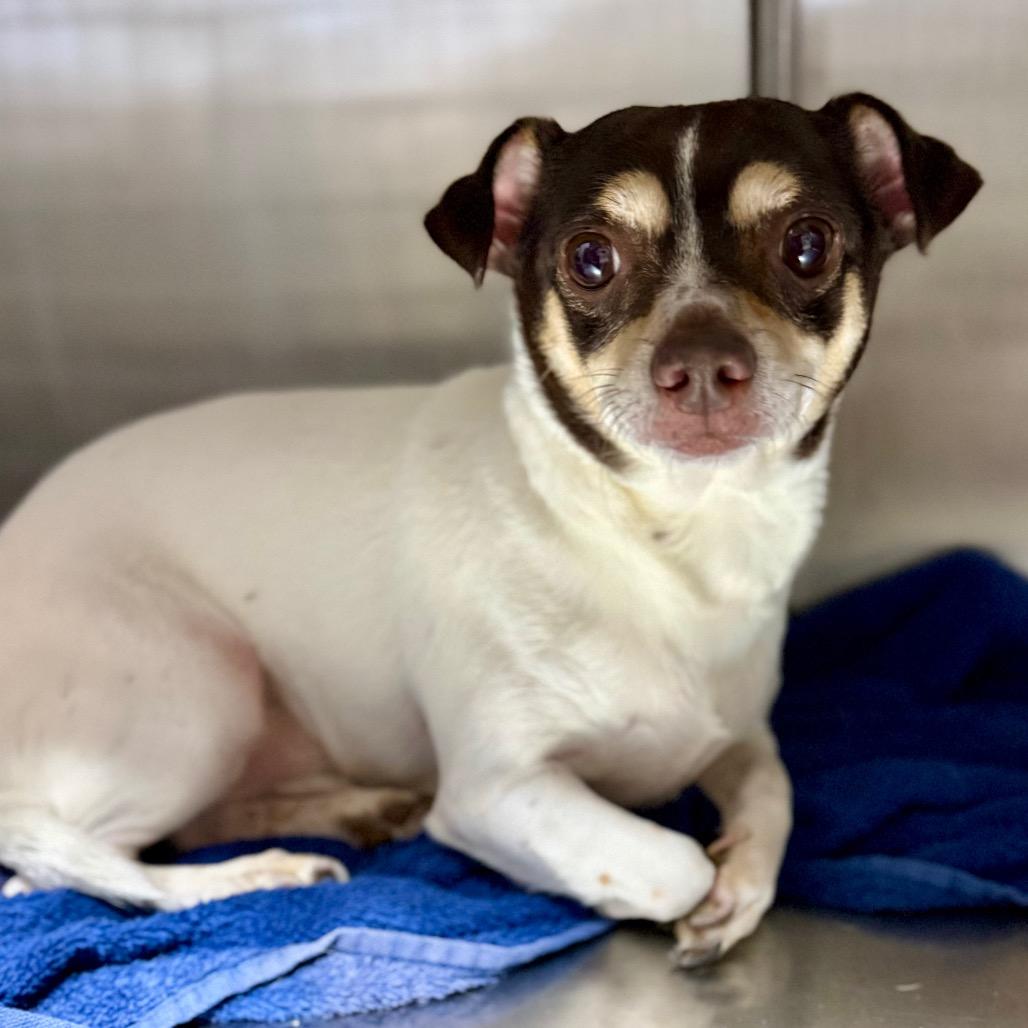 Enlarge Joey, a Adoptable Chihuahua in West Chester, PA image 3/6