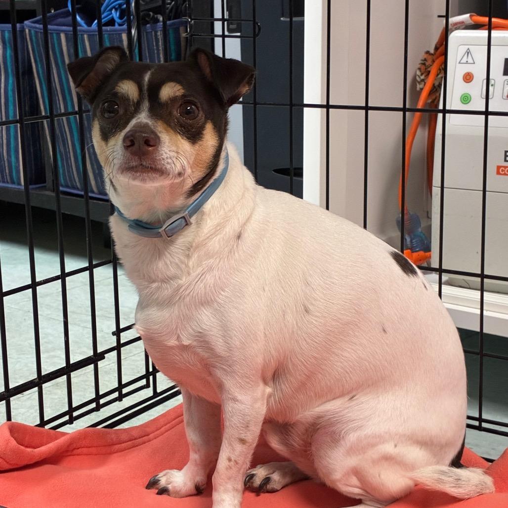 Enlarge Joey, a Adoptable Chihuahua in West Chester, PA image 4/6