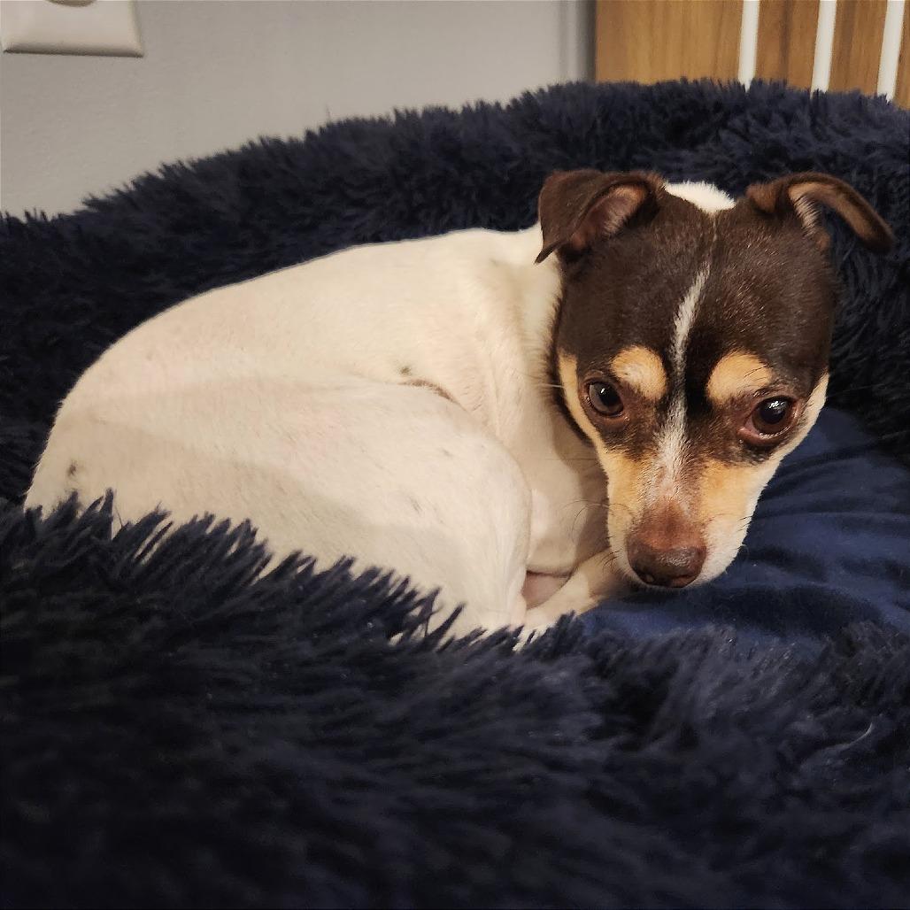 Enlarge Joey, a Adoptable Chihuahua in West Chester, PA image 5/6