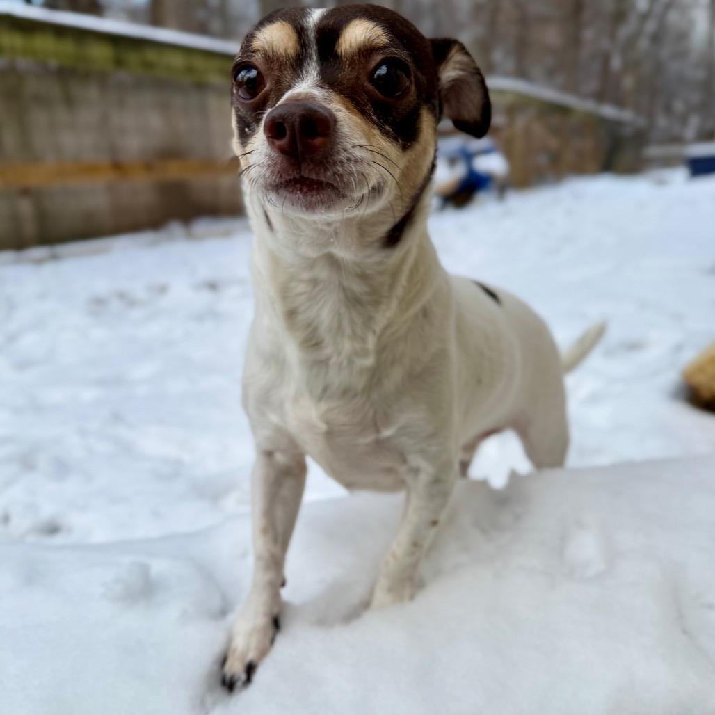 Enlarge Joey, a Adoptable Chihuahua in West Chester, PA image 5/6