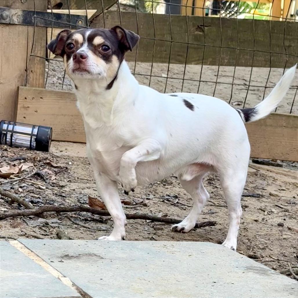 Enlarge Joey, a Adoptable Chihuahua in West Chester, PA image 6/6