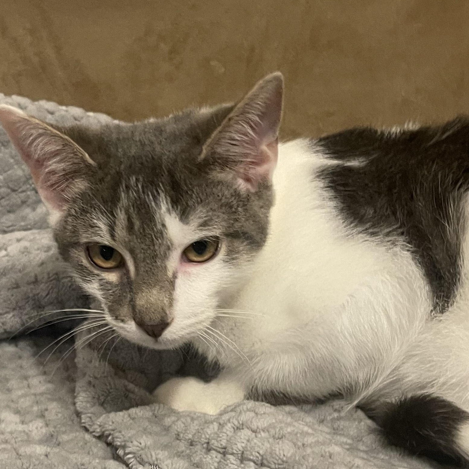 Enlarge Monroe, a Adoptable Domestic Short Hair in Denver, NC image 3/4