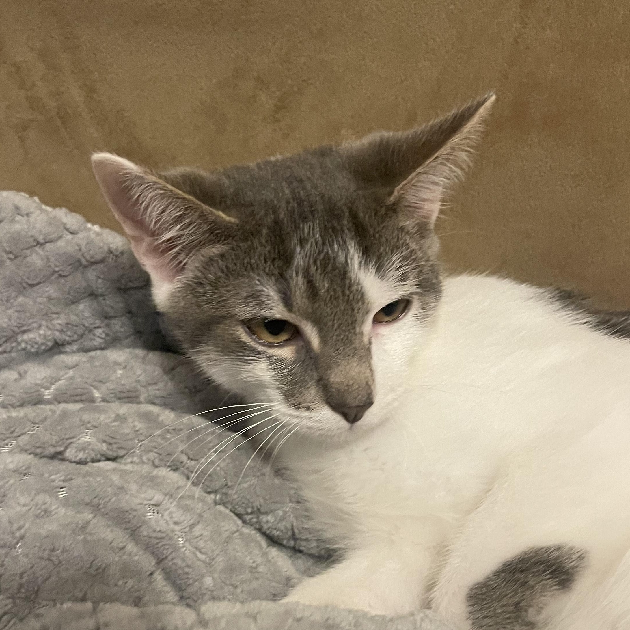 Enlarge Monroe, a Adoptable Domestic Short Hair in Denver, NC image 1/4