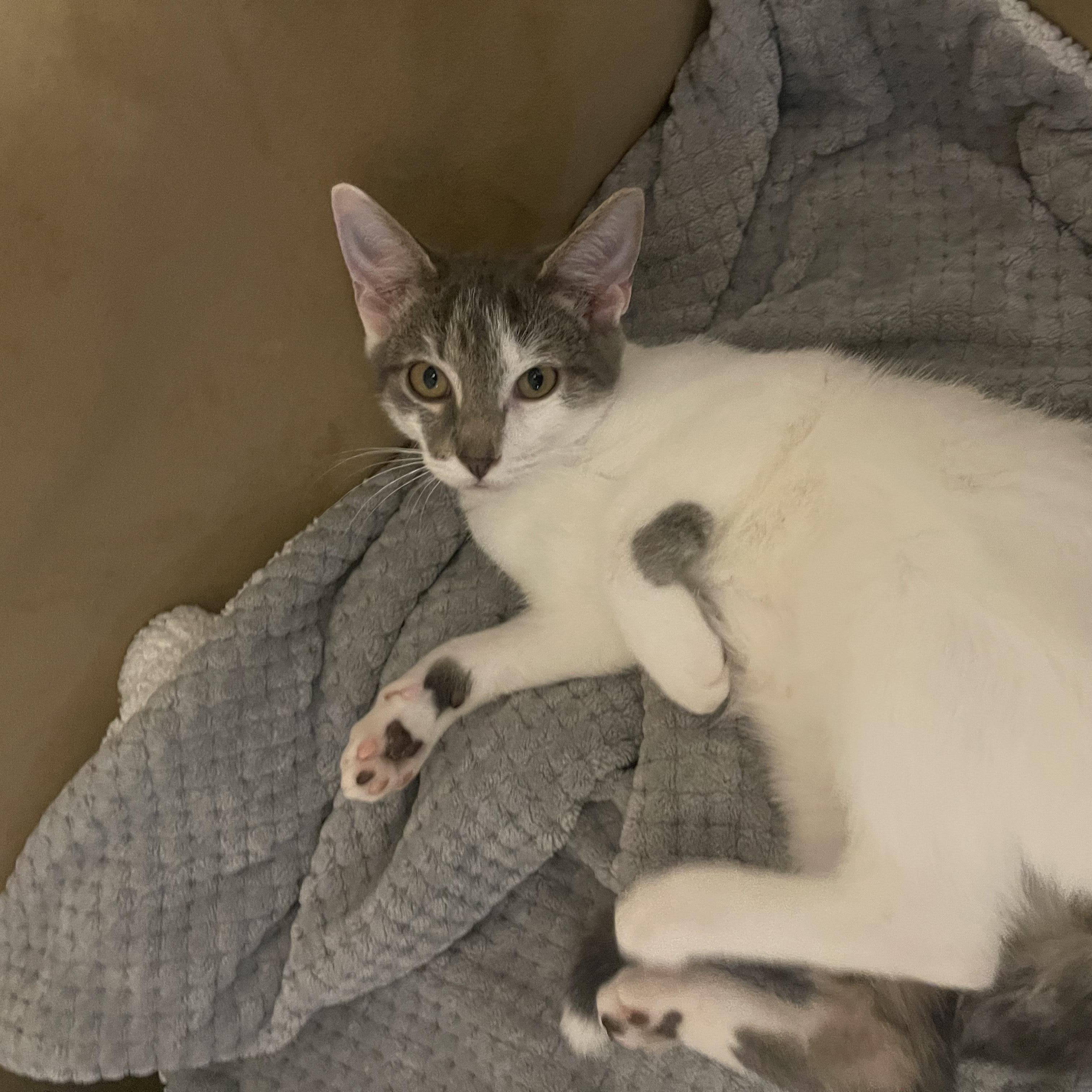 Enlarge Monroe, a Adoptable Domestic Short Hair in Denver, NC image 2/4