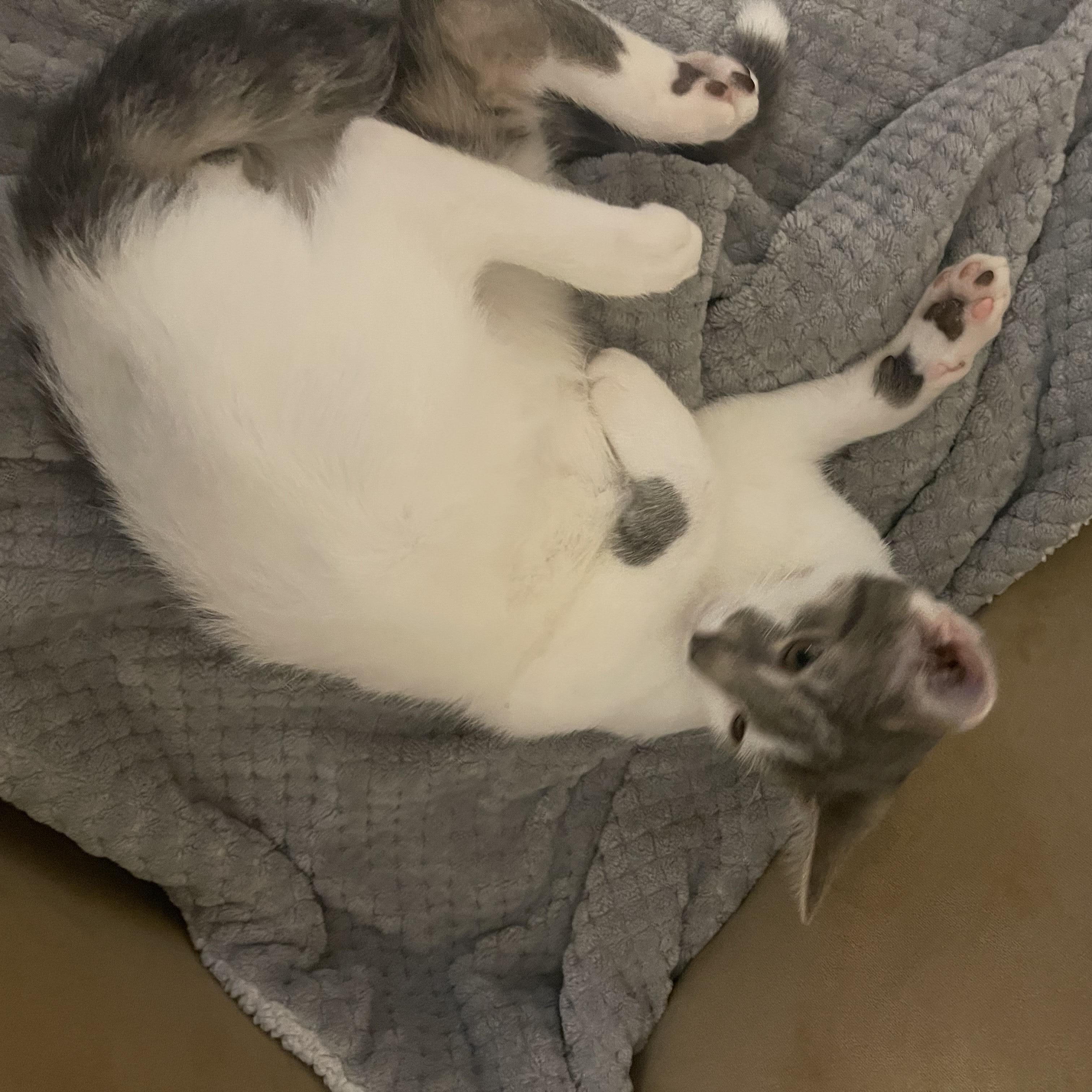 Enlarge Monroe, a Adoptable Domestic Short Hair in Denver, NC image 4/4