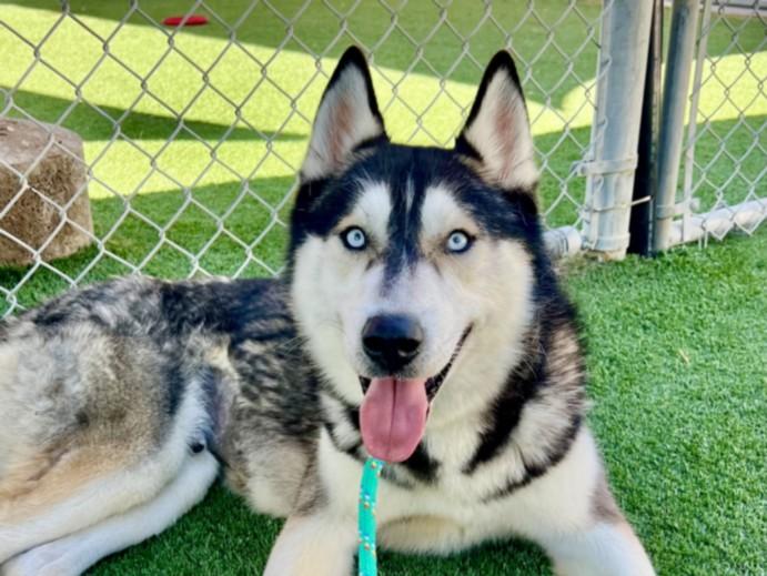 NANOOK, Adoptable, Adult Male Siberian Husky.