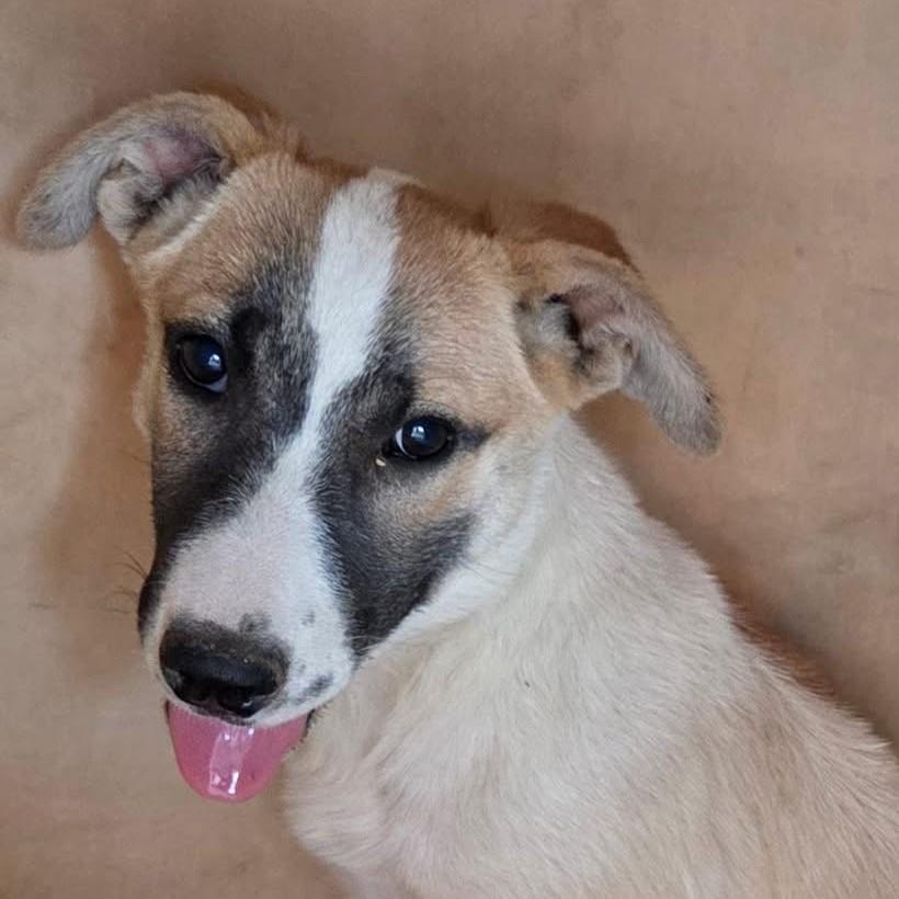 Enlarge ZARA, a Adoptable mixed breed in Bakersfield, CA image 2/2