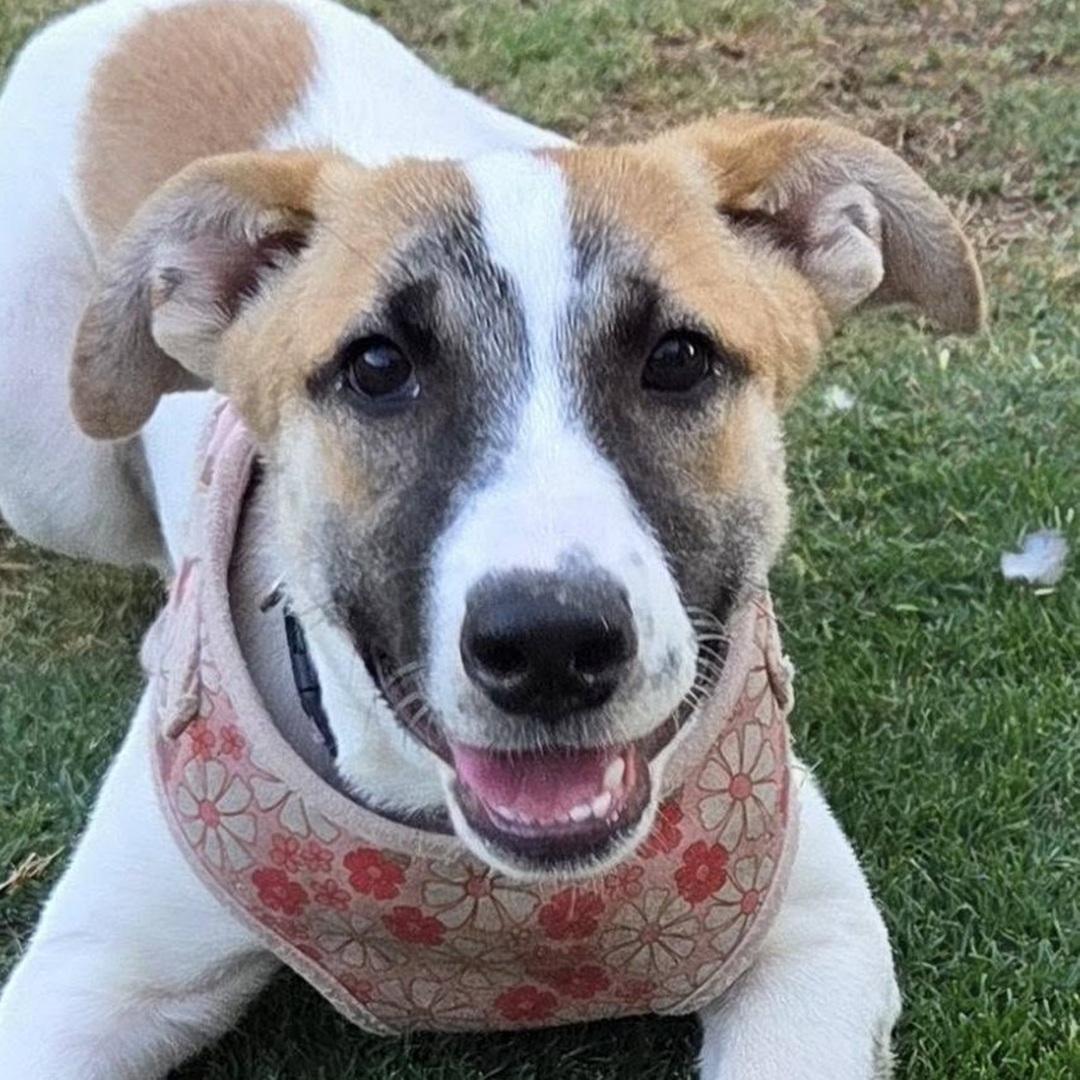 Enlarge ZARA, a Adoptable mixed breed in Bakersfield, CA image 1/2