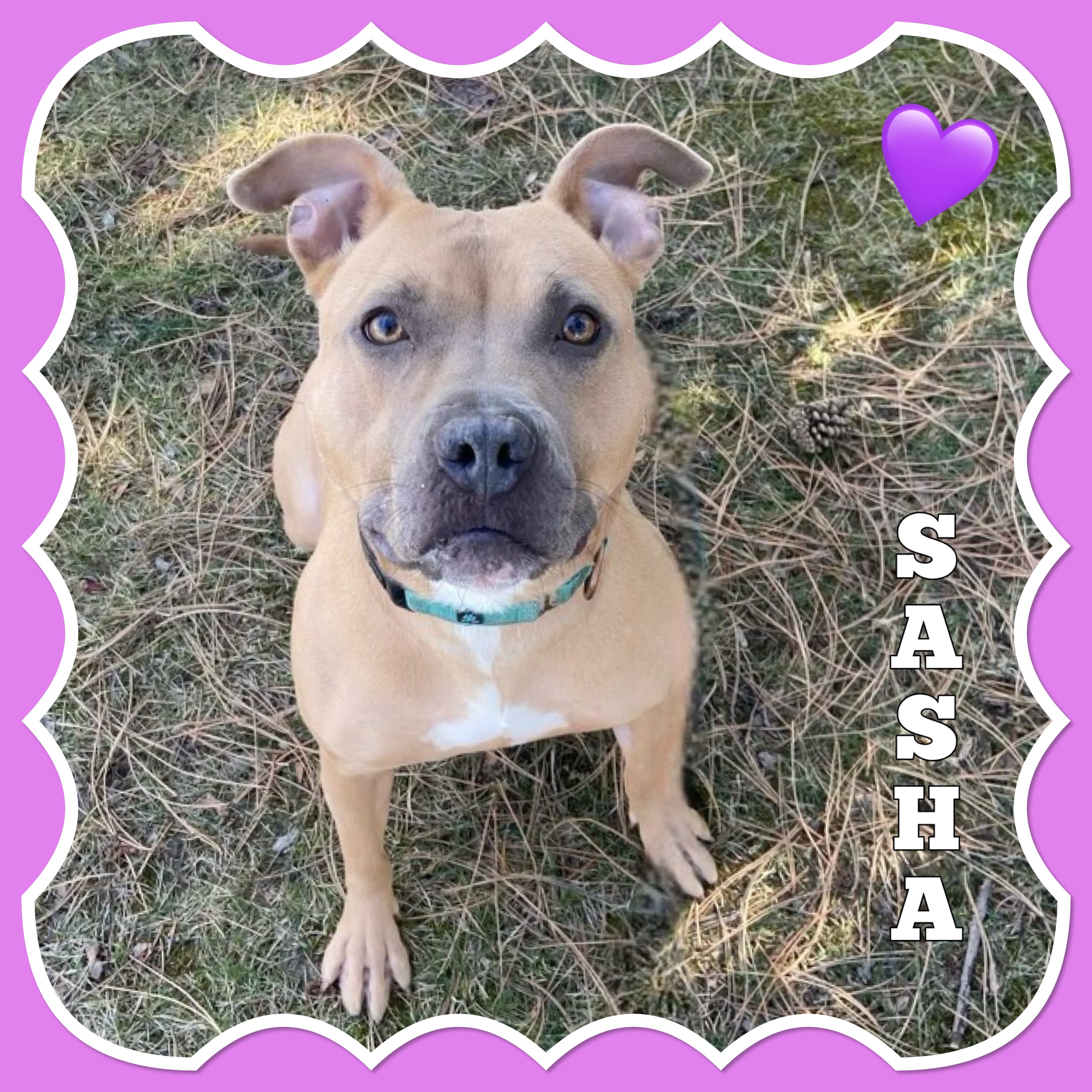 Dog for adoption Sasha, a Pit Bull Terrier in Mokena, IL Petfinder
