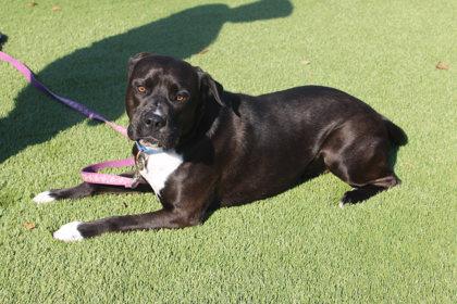 Enlarge Leo, a Adoptable mixed breed in Kansas City, MO image 1/3