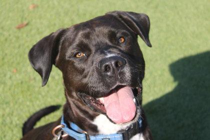 Enlarge Leo, a Adoptable mixed breed in Kansas City, MO image 2/3
