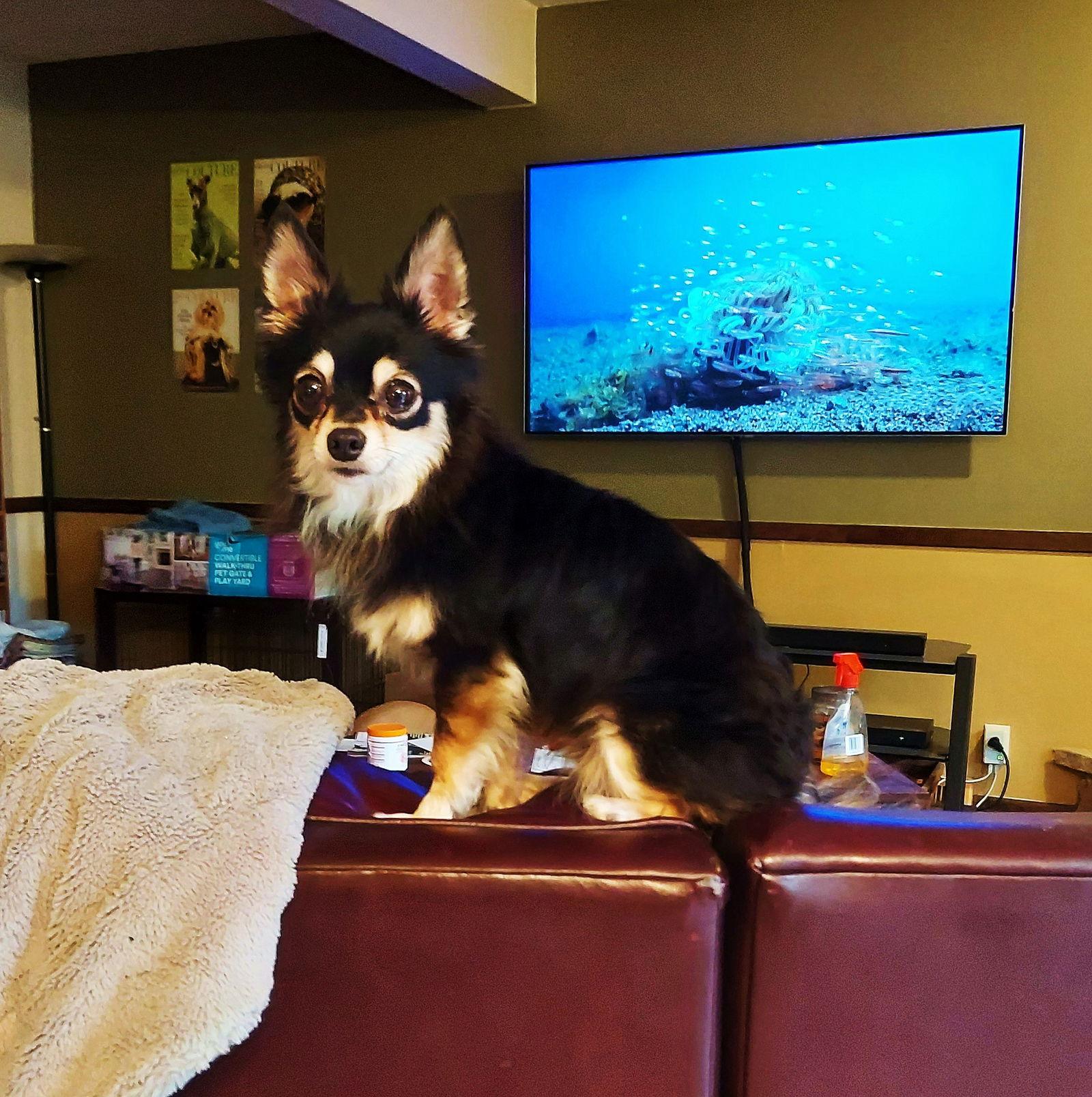 Meeko, Adopted, Adult Male Chihuahua.