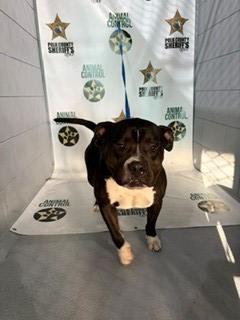 Enlarge A1267847, a Adoptable mixed breed in Winter Haven, FL image 1/1
