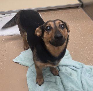 Dorothy, adoptable, Young Female Corgi.