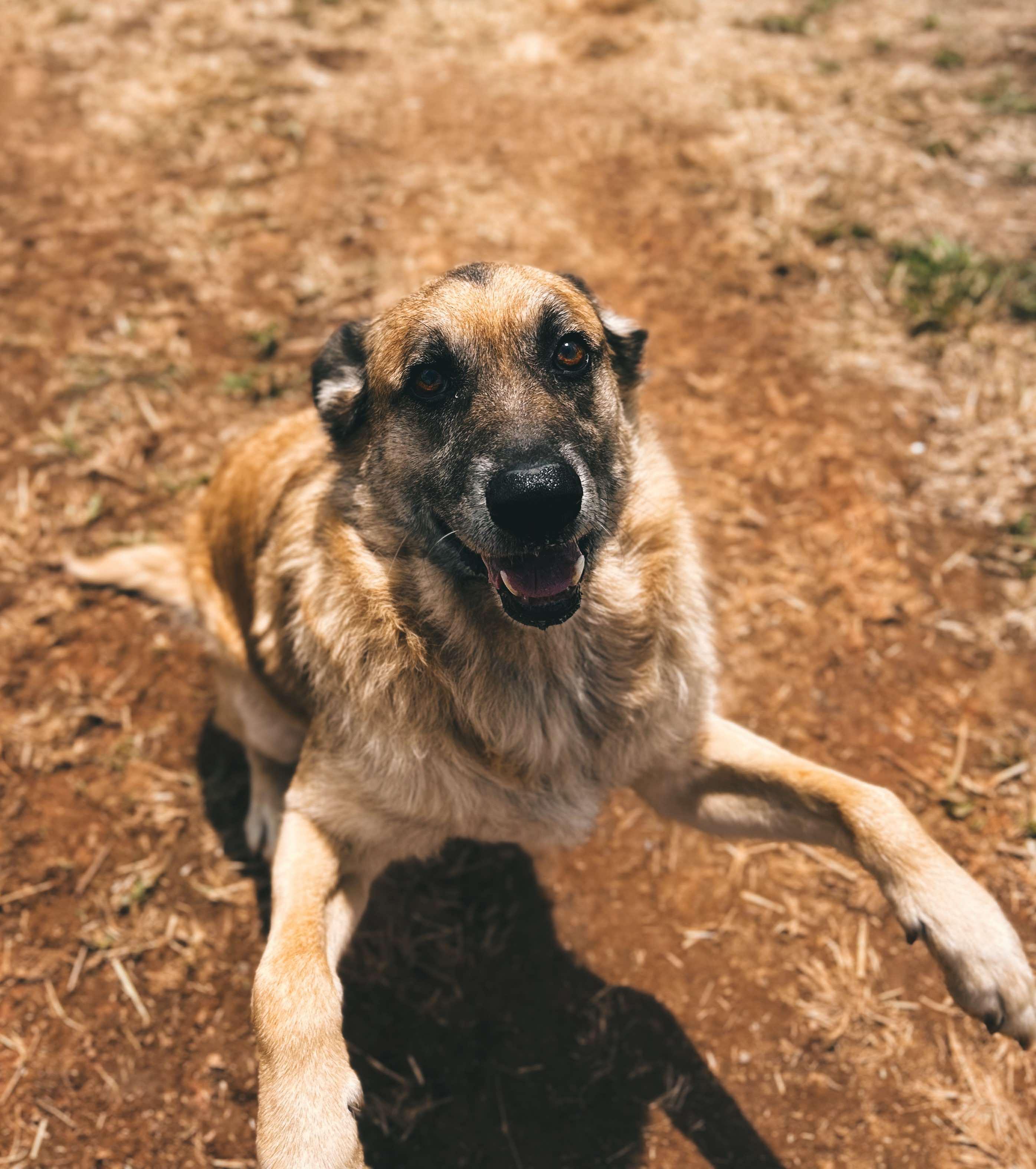Simba, a ADOPTABLE German Shepherd Dog in Rutherfordton, NC image 3/3