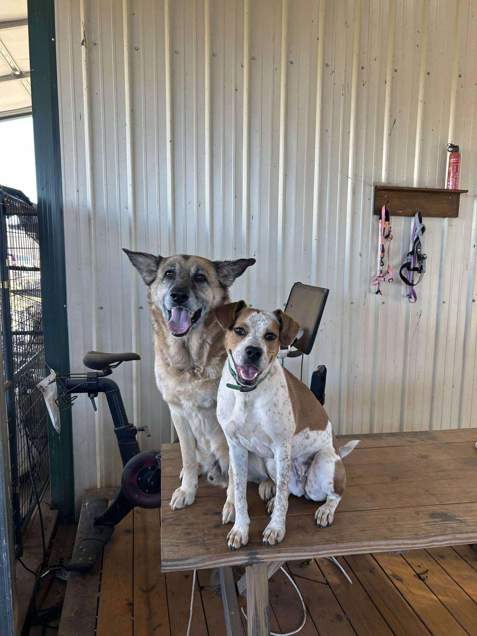 Simba, a ADOPTABLE German Shepherd Dog in Rutherfordton, NC image 2/3