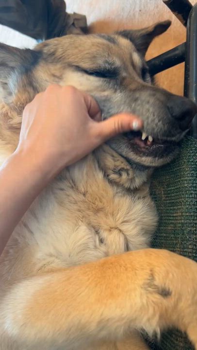 Enlarge Simba, a ADOPTABLE German Shepherd Dog in Rutherfordton, NC video 4/5