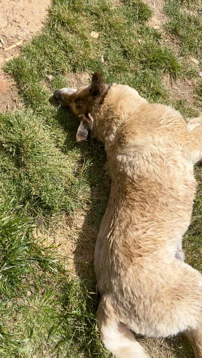 Enlarge Simba, a ADOPTABLE German Shepherd Dog in Rutherfordton, NC video 5/5