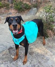 Nuka, Adoptable, Adult Male Doberman Pinscher.