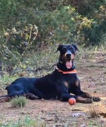 Nuka, a Adoptable Doberman Pinscher in Mocksville, NC image 2/6