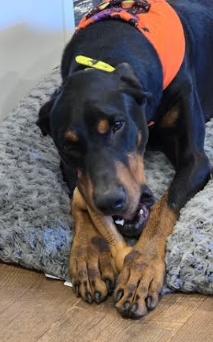 Nuka, a Adoptable Doberman Pinscher in Mocksville, NC image 4/6
