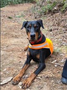 Nuka, a Adoptable Doberman Pinscher in Mocksville, NC image 5/6