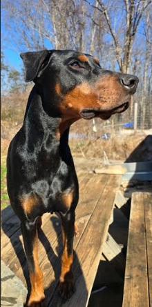 Nuka, a Adoptable Doberman Pinscher in Mocksville, NC image 6/6